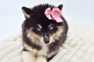 Petland Novi, Michigan Pomsky puppy available