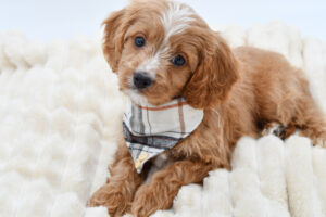 Petland Novi, Michigan Cavapoo puppy available