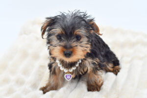 Petland Novi, Michigan Yorkshire Terrier puppy available
