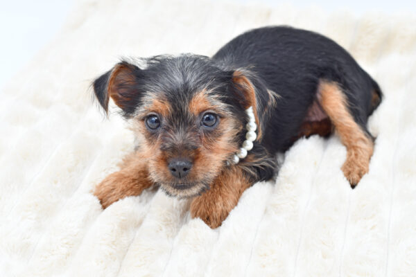 [#262446-04]  - Black / Tan F Silky Terrier Puppies for Sale