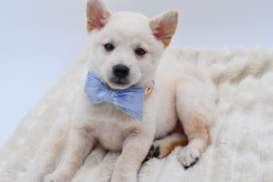 Petland Novi, Michigan Shiba Inu puppy available