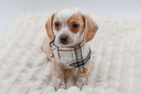 [#261881-02]  - Cream M Chiweenie Puppies for Sale