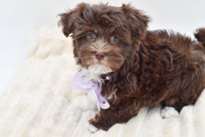Petland Novi, Michigan Havanese puppy available