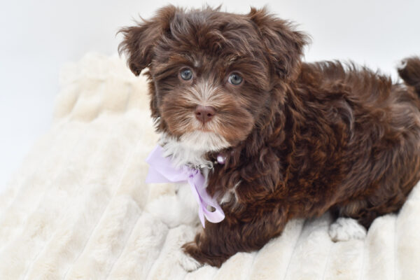 [#261932-01]  - Chocolate F Havanese Puppies for Sale