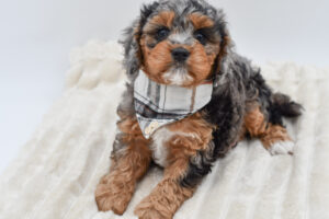 Petland Novi, Michigan Cavapoo puppy available