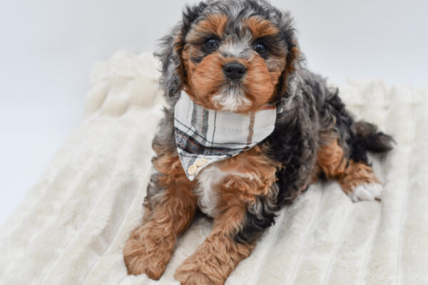 [#261940-01]  - Blue Merle M Cavapoo Puppies for Sale