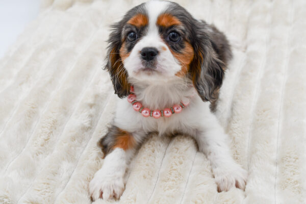 [#261964-04]  - Blue Merle F Cavalier King Charles Spaniel Puppies for Sale