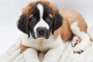 Petland Novi, Michigan Saint Bernard puppy available
