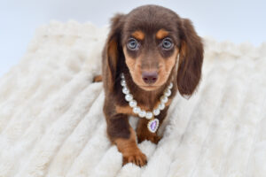 Dachshund Long Hair (F) 40605