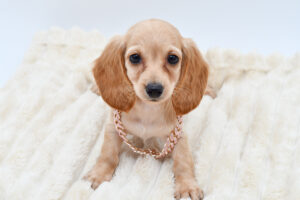 Dachshund Long Hair (F) 40606