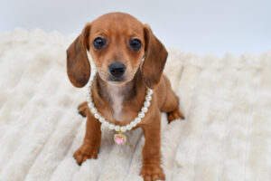 Dachshund (F) 40607