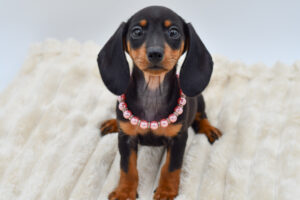 Petland Novi, Michigan Dachshund puppy available
