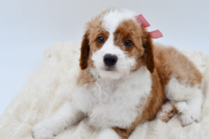 Petland Novi, Michigan Goldendoodle puppy available