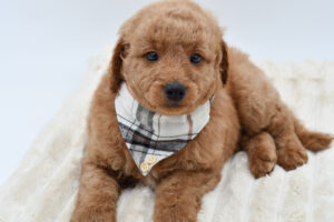 Petland Novi, Michigan Goldendoodle puppy available