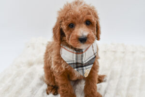 Petland Novi, Michigan Poodle puppy available