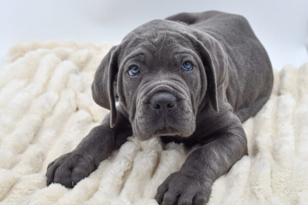 [#262283-03]  - Blue M Cane Corso Puppies for Sale