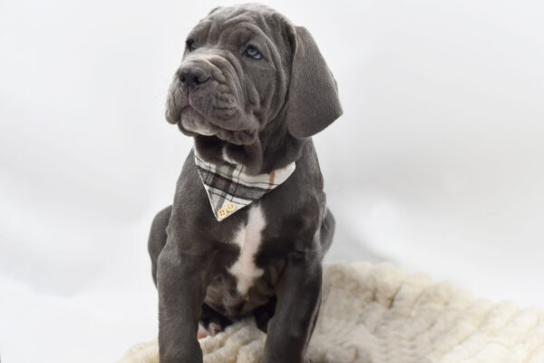 [#262469-02]  - Blue M Neapolitan Mastiff Puppies for Sale