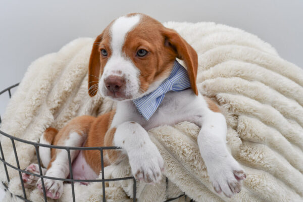 [#262598-03]  - Red / White M Beagle Puppies for Sale