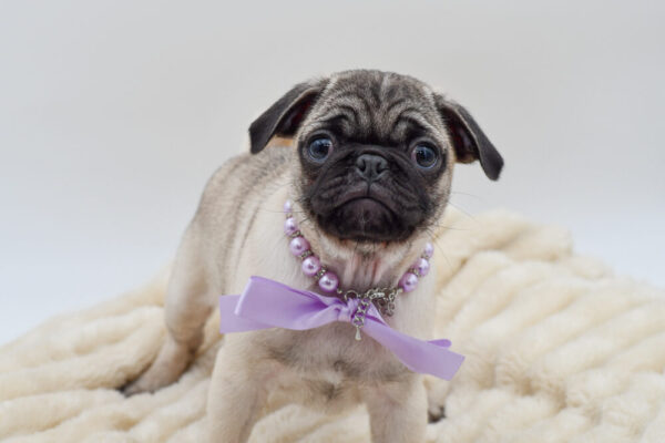 [#261954-02]  - Fawn F Pug Puppies for Sale
