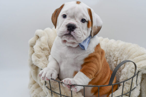 [#261993-02]  - Red / White M Beabull 3/4 Puppies for Sale