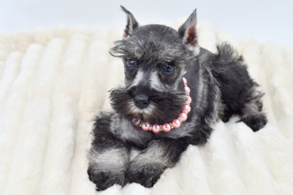 [#262018-04]  - Salt / Pepper F Miniature Schnauzer Puppies for Sale