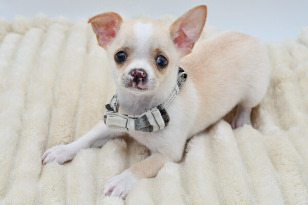 [#262021-01]  - White M Chihuahua Puppies for Sale