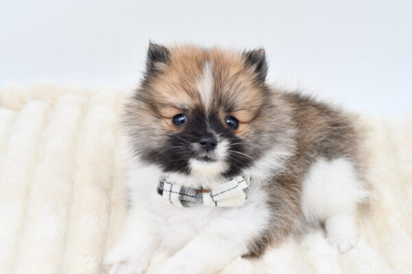 [#262042-02]  - Tri-Colored M Pomeranian Puppies for Sale