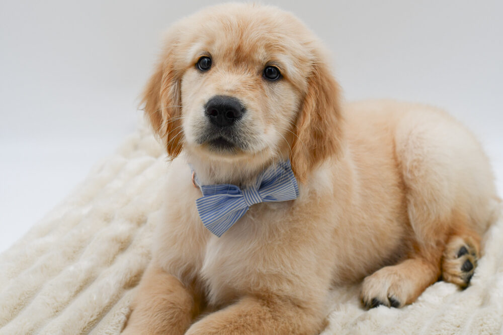 Golden Retriever – 40625