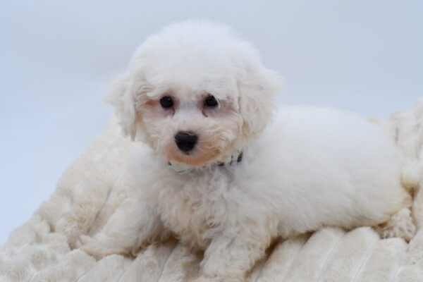 [#262520-02] Diego - White M Bichon Frise Puppies for Sale