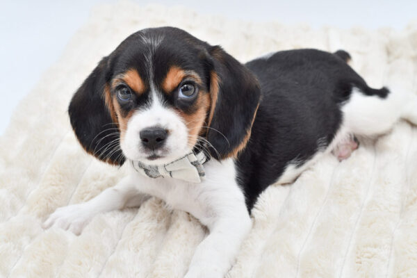 [#262606-03] Logan - Tricolor M Beaglier Puppies for Sale