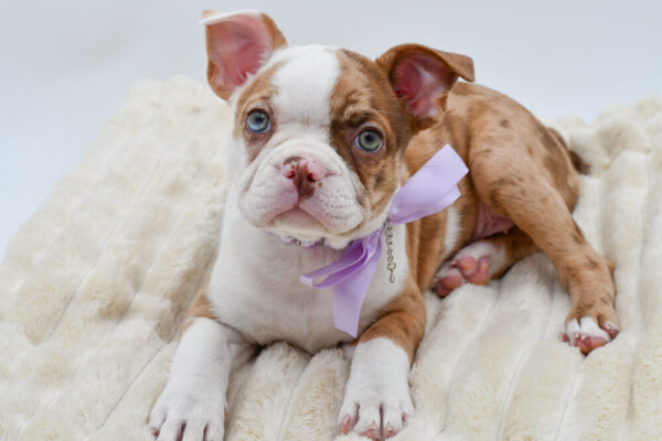 [#262581-03] Alyssa - Chocolate Merle F French Bulldog/Boston Puppies for Sale
