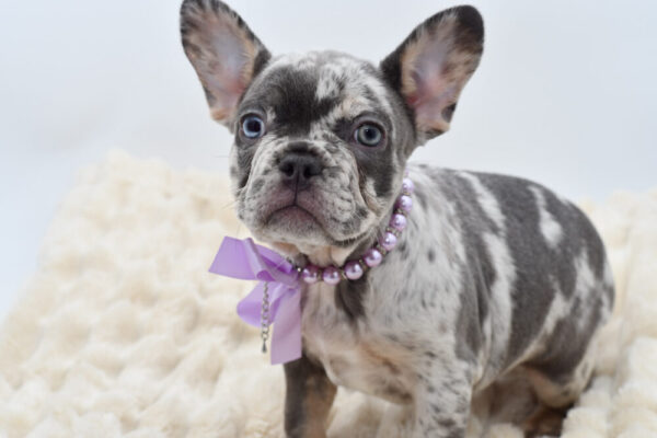 [#262563-05] Lady - Lilac Merle F French Bulldog Puppies for Sale
