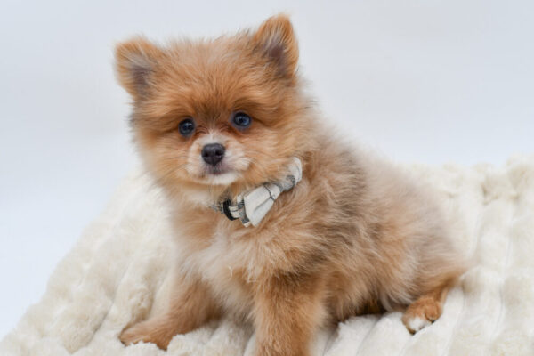 [#262613-02] Rambo - Red Merle M Pomeranian Puppies for Sale