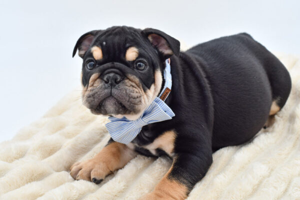 [#26670-02]  - Black / Tan M English Bulldog  Puppies for Sale
