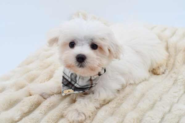 [#26772-02]  - White M Maltese Puppies for Sale