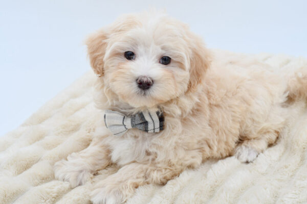 [#262380-03]  - Red M Maltipoo Puppies for Sale