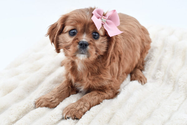 [#262492-04]  - Ruby F Cavalier King Charles Spaniel Puppies for Sale