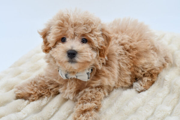 [#262670-03]  - Apricot M Bichapoo Puppies for Sale