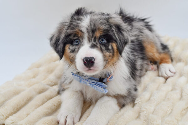 [#26324-04]  - Blue Merle M Australian Shepherd Puppies for Sale