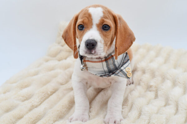 [#261977-01]  - Lemon / White M Beagle Puppies for Sale