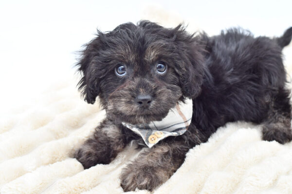 [#261988-02]  - Black / Tan M Cavapoo Puppies for Sale