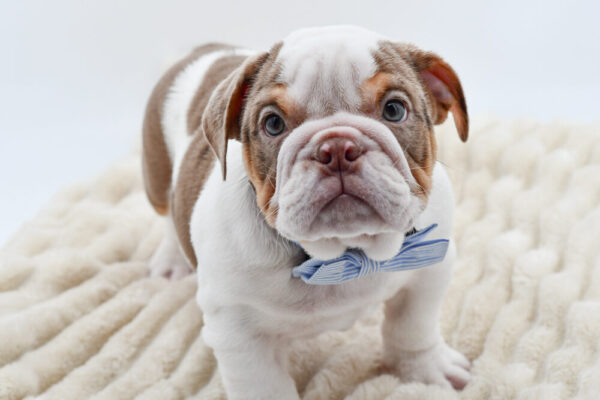 [#262049-02]  - Brown / White M English Bulldog  Puppies for Sale