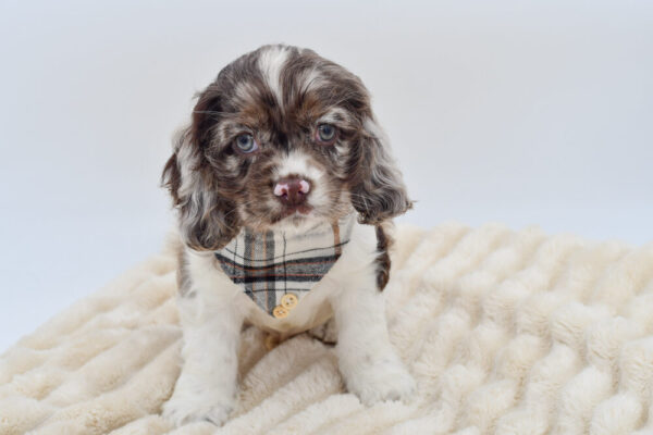 [#262073-04]  - Chocolate Merle M Cocker Spaniel Puppies for Sale