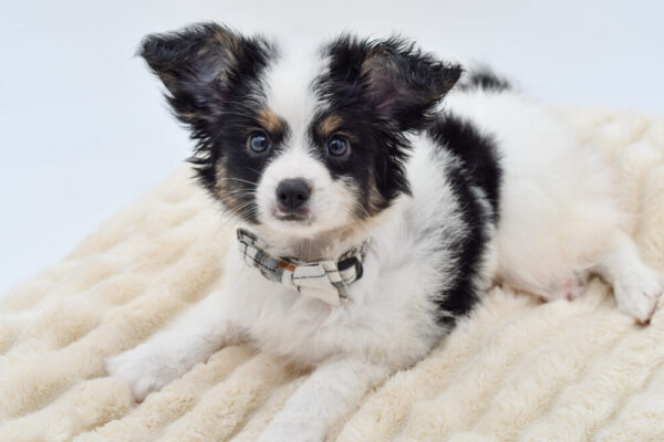 [#262075-01]  - Black / Tan M Chihuahua/Papillon Puppies for Sale