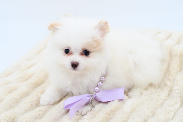 [#262076-01]  - Cream / White M Pomeranian Puppies for Sale