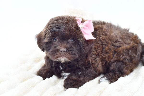[#262081-04]  - Chocolate F ShihPoo Puppies for Sale