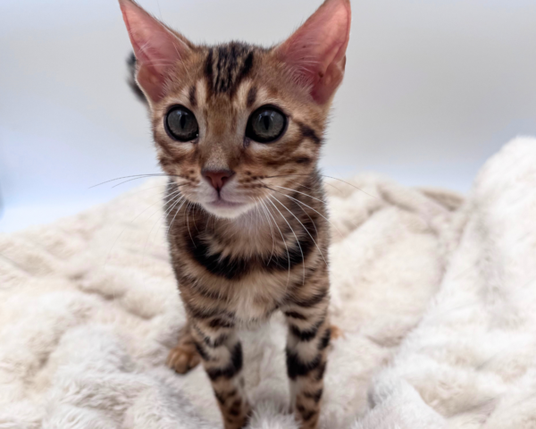 Bengal (F) 40632 photo 3