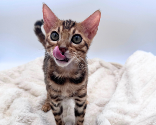 Bengal (F) 40632 photo 2