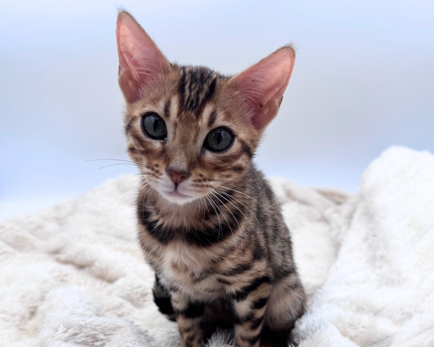 Bengal (F) 40632