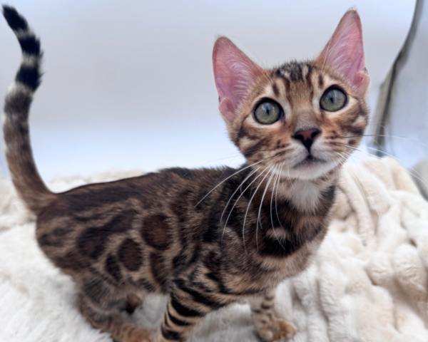 Bengal (M) 40633 photo 3